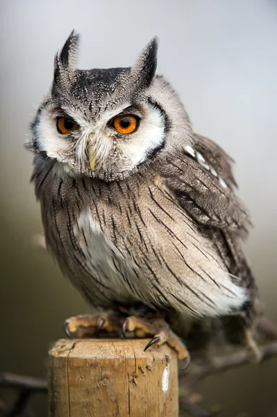 White Faced Scops Owl — Stock Photo, Image