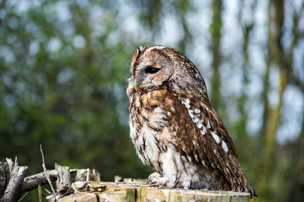 Waldkauz — Stockfoto