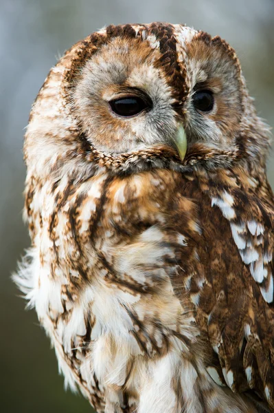 Búho Tawny — Foto de Stock