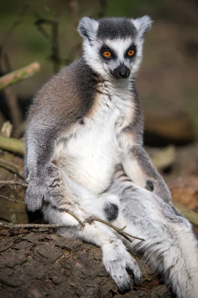 Lemur de cola de anillo Imagen de stock