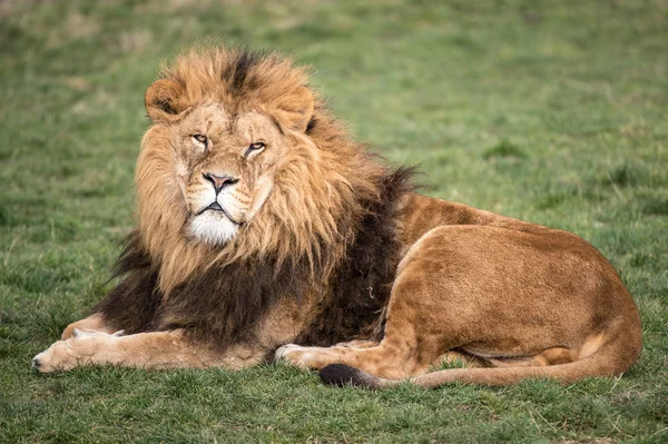 Löwenmännchen — Stockfoto