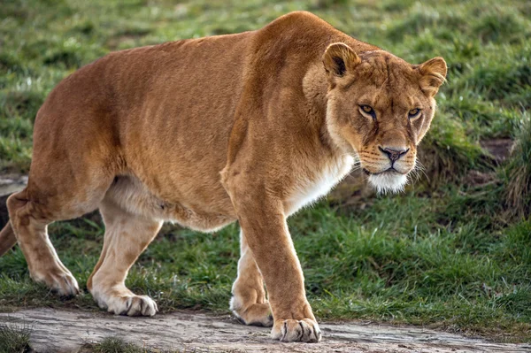 Leeuwin wandelen door rotsen en gras — Stockfoto