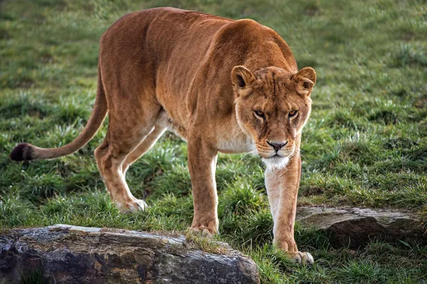 Lioness walking through rocks and grass — Stock Photo, Image
