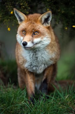 Fox otların arasında durdu