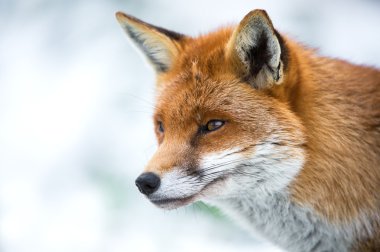 Close up of fox in Snow clipart