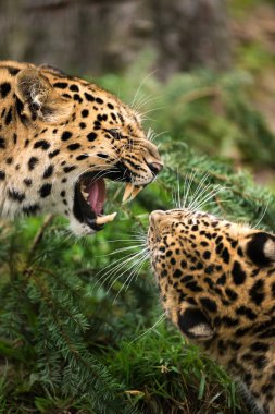 Leopards against each other clipart