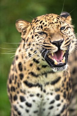 sırıtan yetişkin amur leoparı