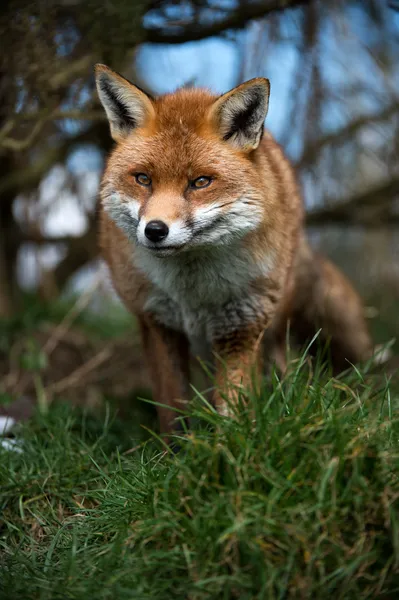 Fuchs auf Pirsch — Stockfoto