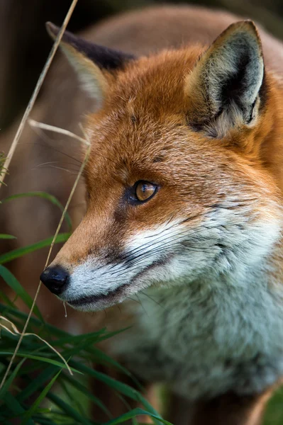 Närbild på fox — Stockfoto