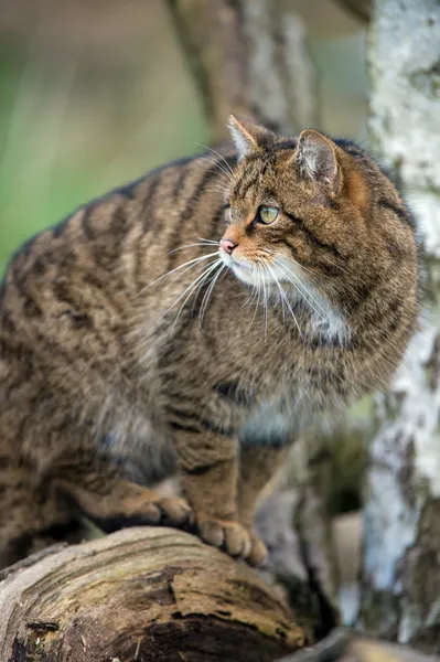 Schotse wildcat — Stockfoto