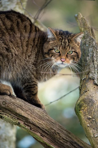 Schotse wildcat — Stockfoto