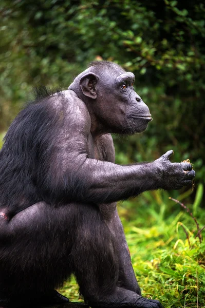 Chimpancé — Foto de Stock