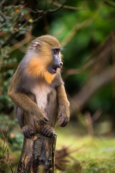 Male mandrill — Stock Photo, Image