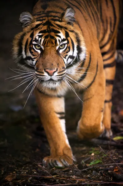 Sumatran tiger — Stock Photo, Image