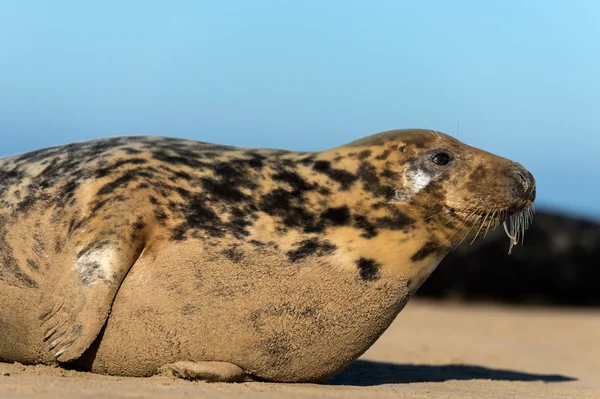 Grijze zeehond — Stockfoto