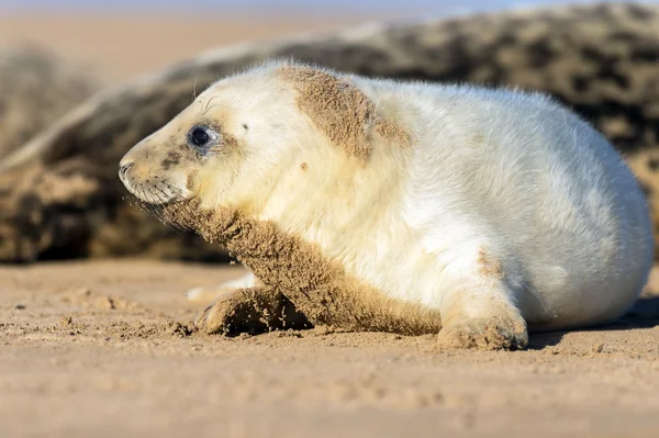 Filhote de foca — Fotografia de Stock