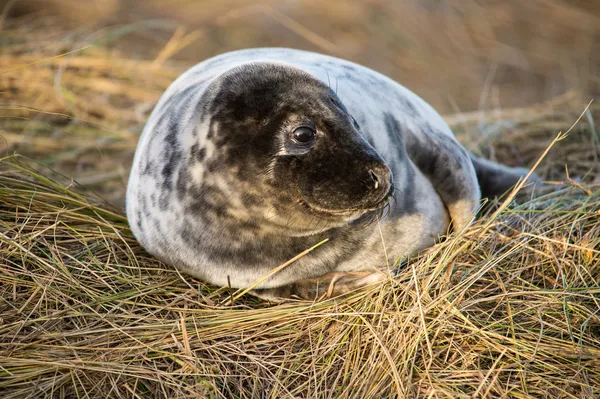 Щенок тюленя, лежащий в траве — стоковое фото