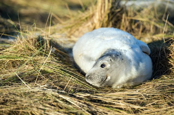 Seal Filhote de cachorro deitado na grama — Fotografia de Stock