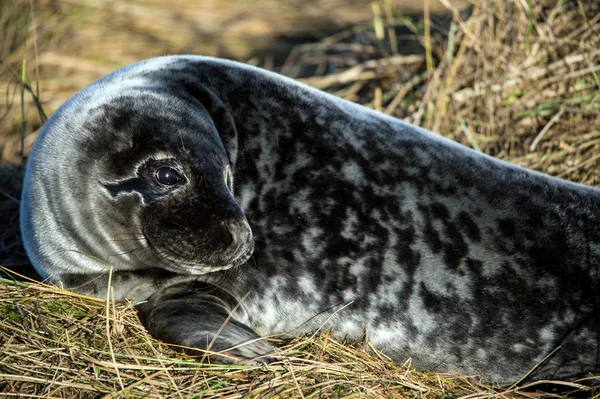 Phoque Pup couché dans l'herbe — Photo