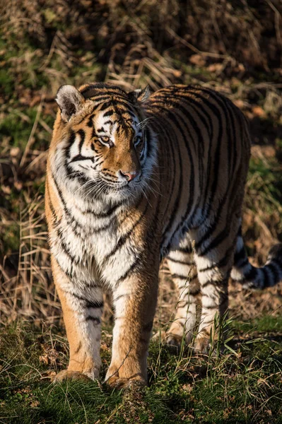 Male siberian tiger — Zdjęcie stockowe