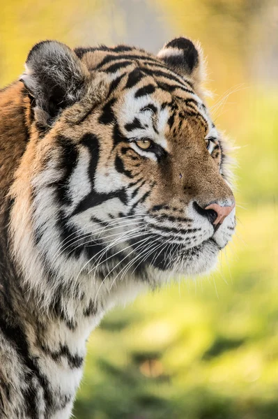 Sibirisk tiger — Stockfoto