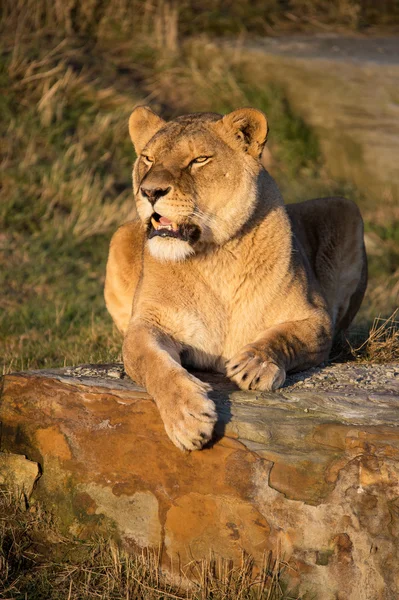 Lioness laid on a rock — Stock Photo, Image