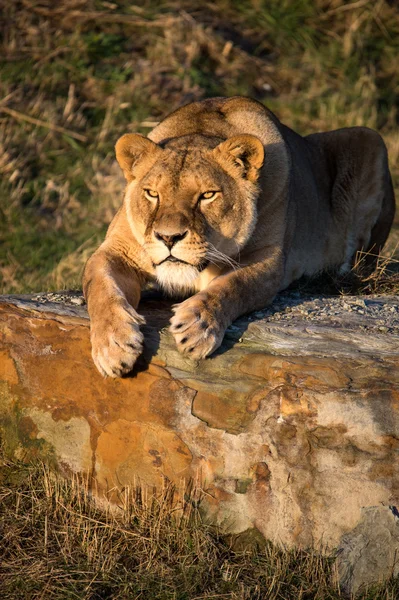 Lioness laid on a rock — Stock Photo, Image