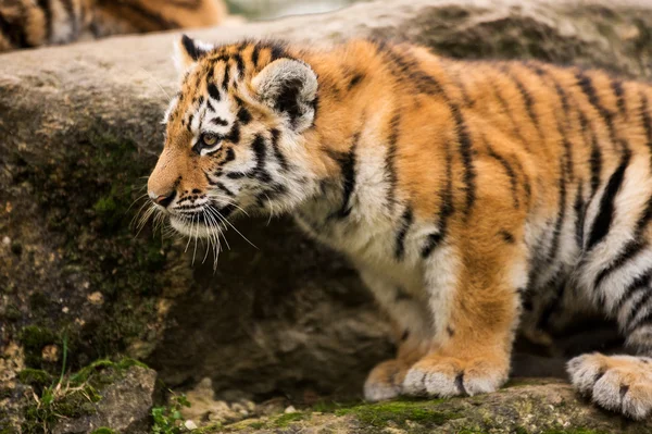 Sumatraanse tijger cub — Stockfoto