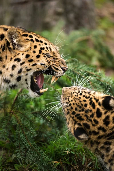 Leopar birbirlerine karşı — Stok fotoğraf