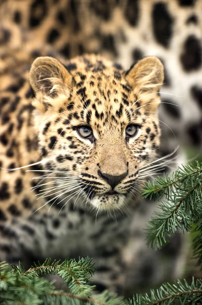 Leopar yavrusu — Stok fotoğraf