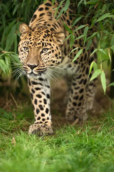 Amur leoparı — Stok fotoğraf