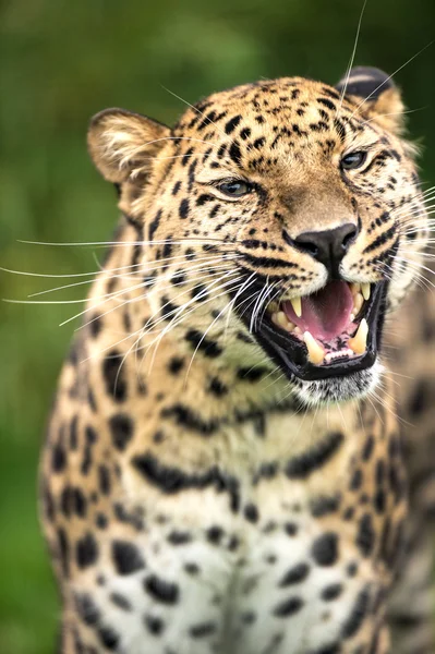 Grinning adulto amur leopardo — Foto Stock