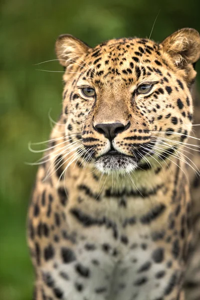 Amur Leopardo —  Fotos de Stock
