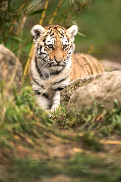 Sumatran tiger cub — Stockfoto