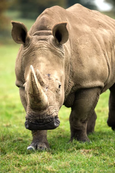 Rhino. — Foto de Stock