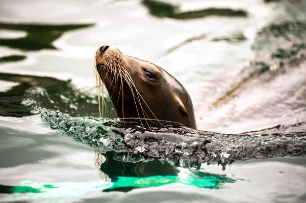 Sea lion — Stock Photo, Image