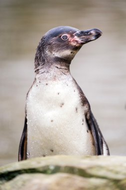 humboldt pengueni