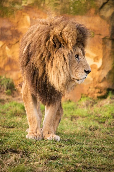 Leone maschio — Foto Stock