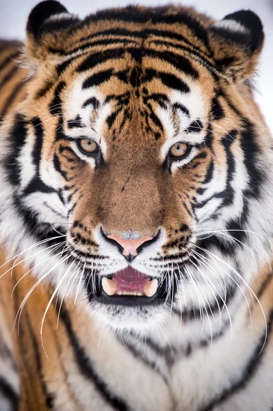 Close up de tigre siberiano — Fotografia de Stock