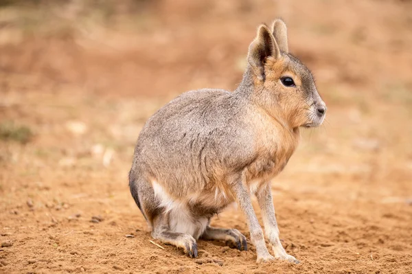 Patagonien mara — Stockfoto