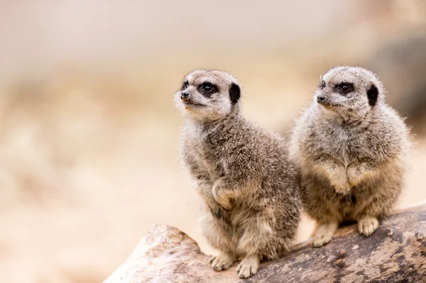 Suricates — Photo