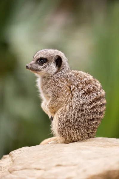 Vista laterale Meerkat — Foto Stock