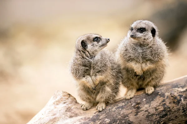 Due suricati seduti su un ramo — Foto Stock