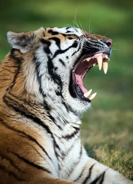 Siberian tiger — Stock Photo, Image