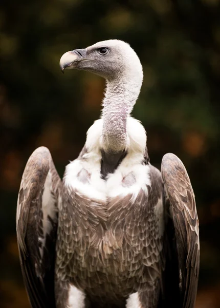 Griffon vulture — Stock Photo, Image