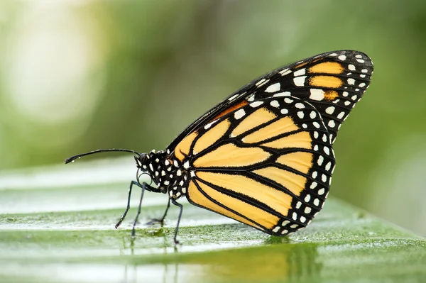 Farfalla monarca — Foto Stock