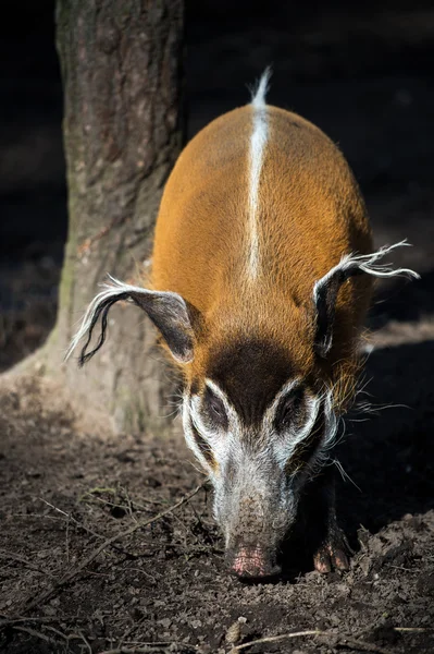 레드 리버 돼지 — 스톡 사진