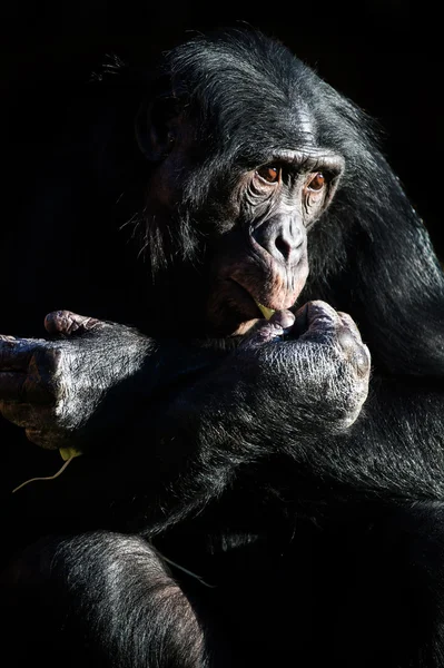 Bonobo Chimpanzé — Fotografia de Stock