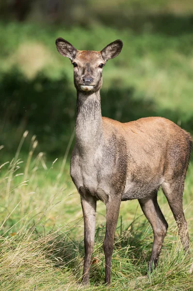 Rothirsch — Stockfoto