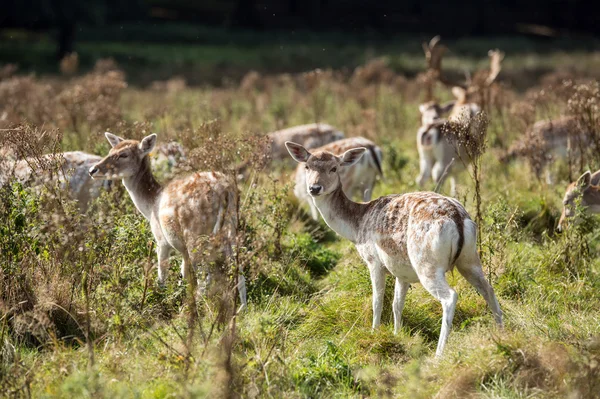 Fallow Deer Herd — Stock Photo, Image